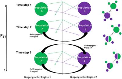 Reconsidering Panmixia: The Erosion of Phylogeographic Barriers Due to Anthropogenic Transport and the Incorporation of Biophysical Models as a Solution